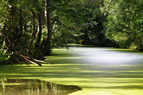 marais poitevin, photo pascal lando