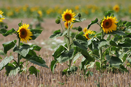 tournesols au soleil, photo pascal lando